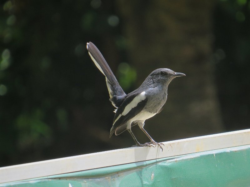B (44) Oriental Magpie Robin.JPG